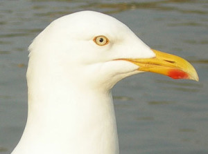 Herring-Gull-head-