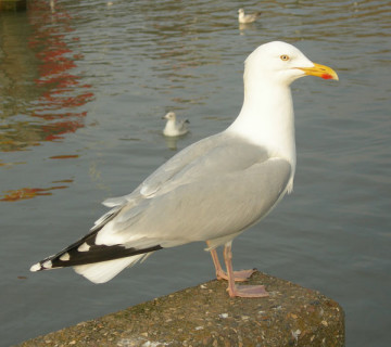 Herring-gull-(Bridlington-0