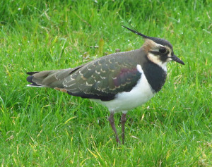 lapwing