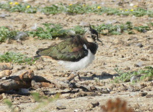 Northern Lapwing