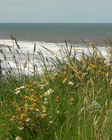 flowers-flamborough-30070.jpg