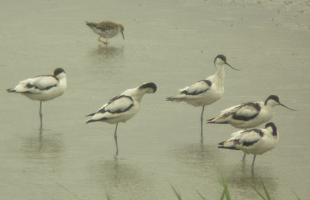 avocets2-blacktoft-sands-1.jpg