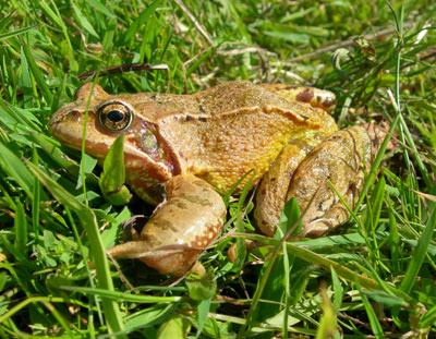 common-frog-eske-240807.jpg