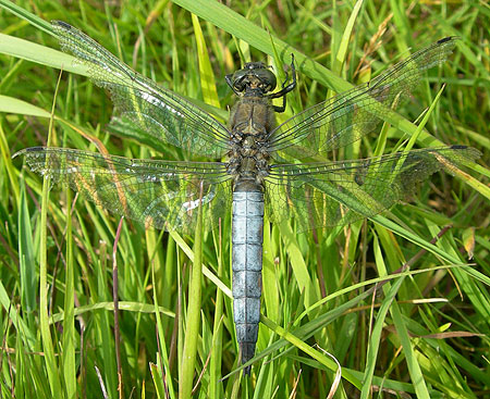 dragonfly-north-cave-980.jpg