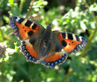 small-tortoiseshell.jpg