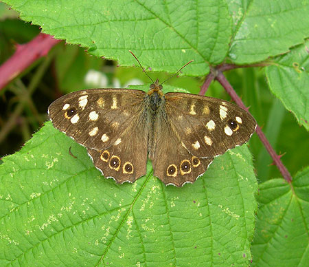 speckled-wood-drewton-210.jpg