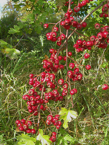 hawthorn-berries-eske-100.jpg