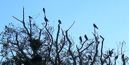 crows3.jpg