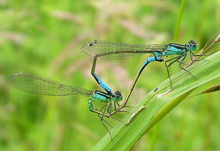 damselflies-1.jpg