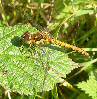 dragonfly1-eske-11007.jpg