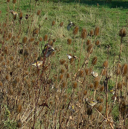 goldfinches-eske-171007.jpg