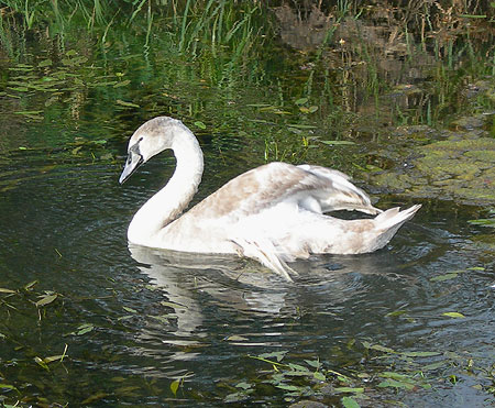 mute-swan-juv-1-swinemoor.jpg