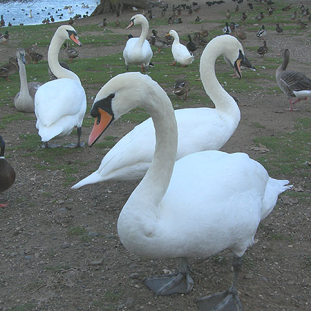 mute-swans-hornsea-27100.jpg