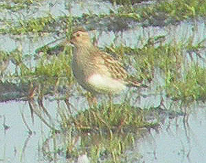 pectoral-sandpiper-2.jpg