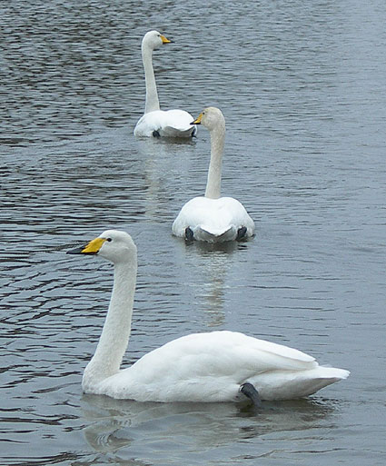 whooperswans-hornsea-1310.jpg