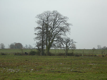 swinemoor-tree-201107.jpg