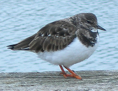 turnstone.jpg