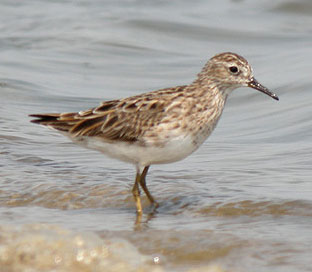 long-toed-stint.jpg