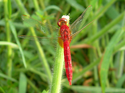 dragonfly3small.jpg