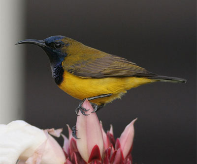 sunbird3.jpg