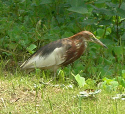 chinese-pond-heron.jpg