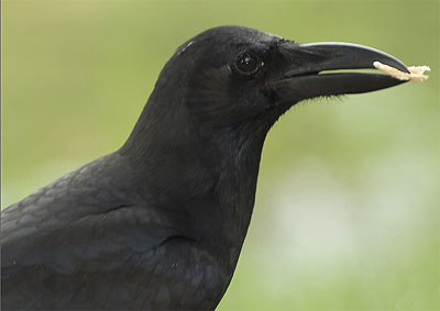 Female Crow