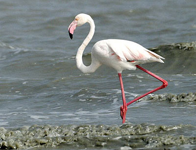 flamingo.jpg