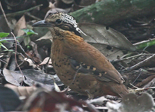 pitta_eared_6907.jpg