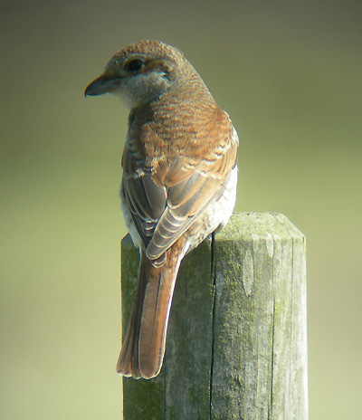 red-backed-shrike2.jpg