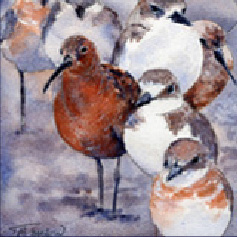 curlew-sandpiper.jpg