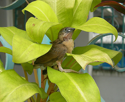 scaly-breasted-munia.jpg