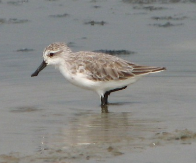 spoonbilledsandpiper.jpg