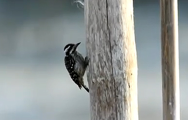 sunda-pygmy-woodpecker.jpg