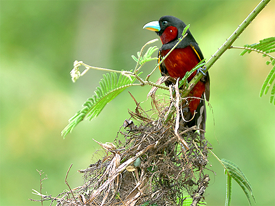 black-and-red-nest.jpg