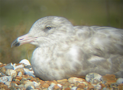 glaucous-gull.jpg