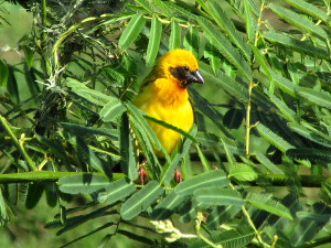 Asian Golden Weaver