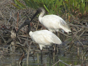 Black-headed Ibises