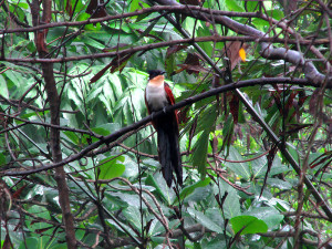 Chestnut-winged Cuckoo