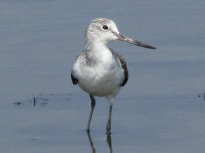 Common Greenshank