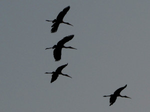 painted-storks