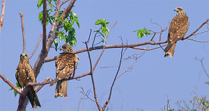 Black-eared Kites