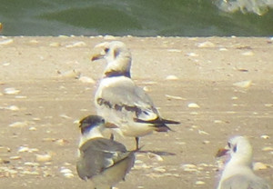 Black-legged Kittiwake