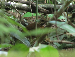 Eared Pitta