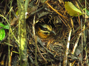 Eared Pitta