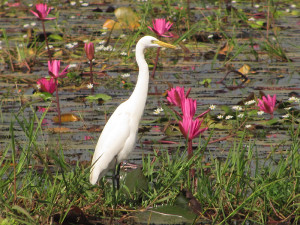 intermediate-egret