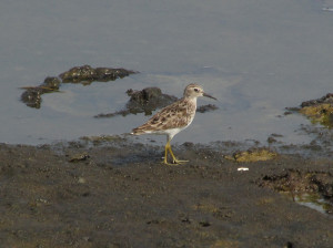 Long-toed Stint