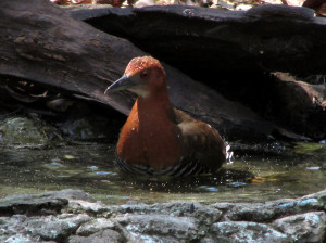 Slaty-legged Crake