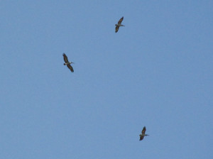 spot-billed-pelicans