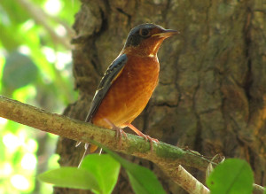 White-throated Rock Thrush