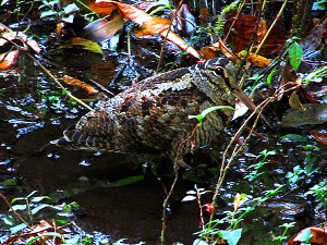 Eurasian Woodcock